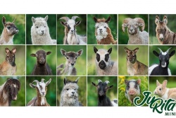 JuRita Mini Zoo TAKA