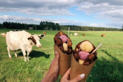 Dvietes īstais lauku saldējums